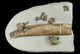 Jurassic Ammonite & Petrified Wood Association - Dorset, England #171275-1